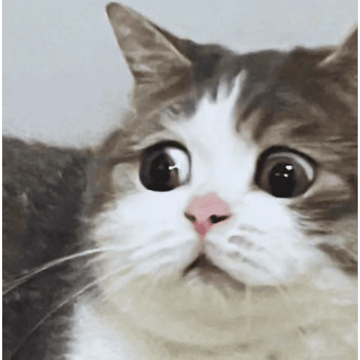 gatos