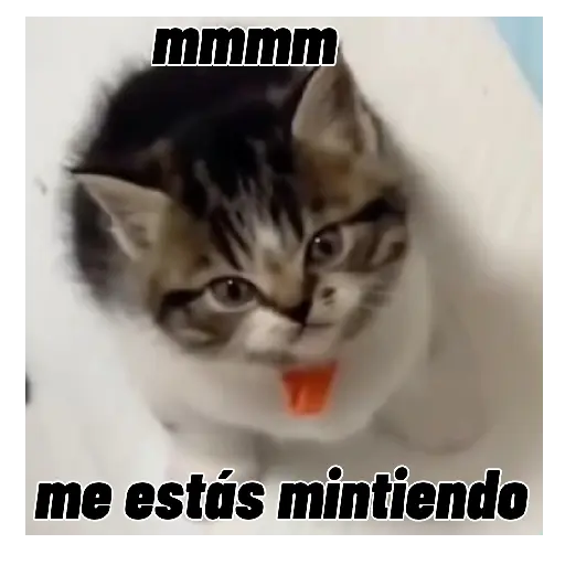 Gatos respuesta 😽✏️💬