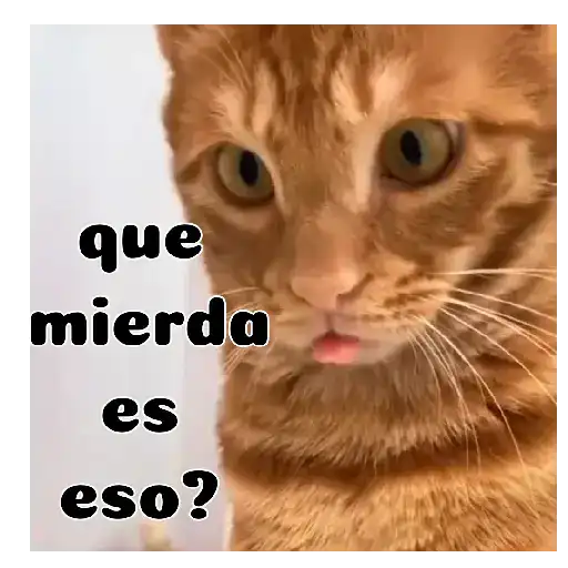 Gatos respuesta 😽✏️💬