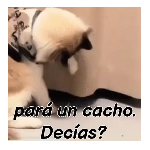 Gatos respuesta 😽✏️💬