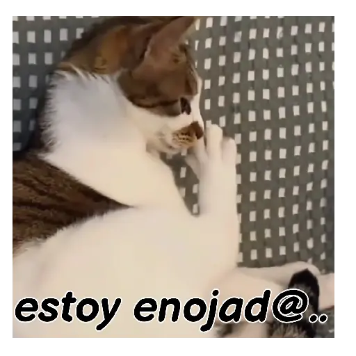 Gatos respuesta 😽✏️💬