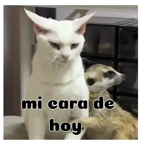 Gatos respuesta 😽✏️💬