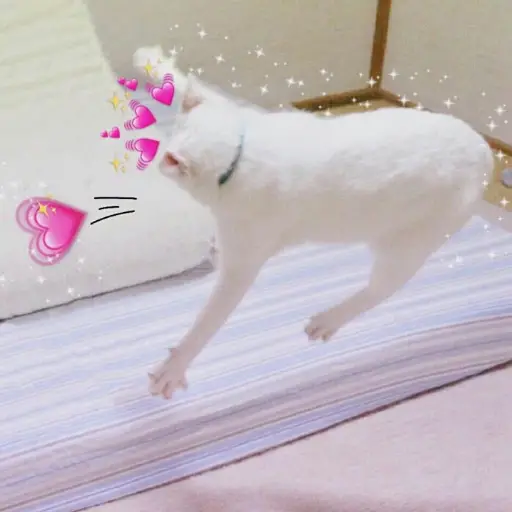 UwU 