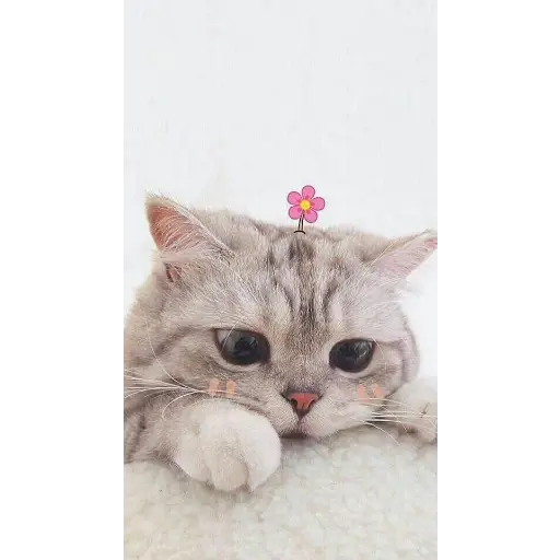UwU 