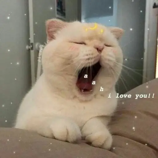 UwU 