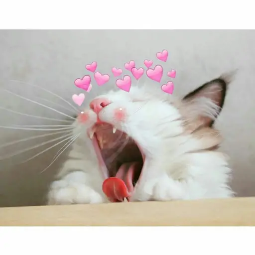 UwU 