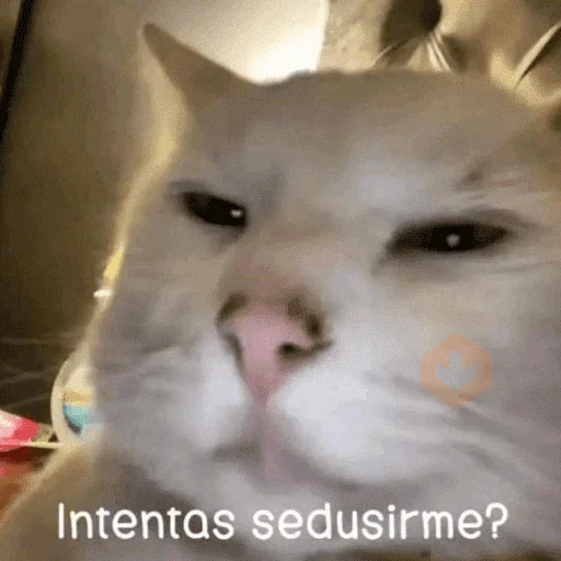 🐈🐈🐈 sticker 24