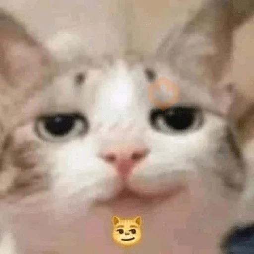 🐈🐈🐈 sticker 20