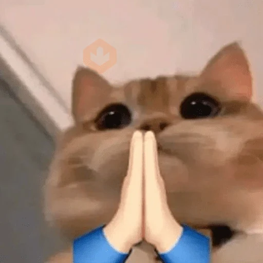 🐈🐈🐈 sticker 22