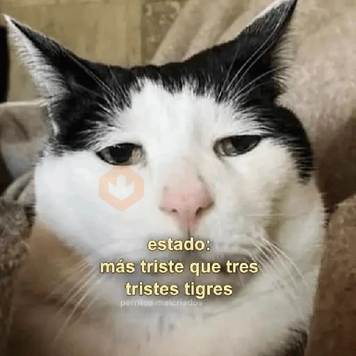 💬Gatos con Frases 🪂💬 sticker 15