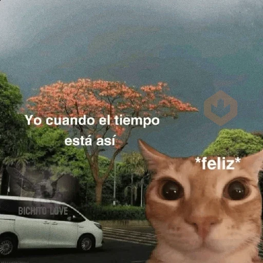 💬Gatos con Frases 🪂💬 sticker 14