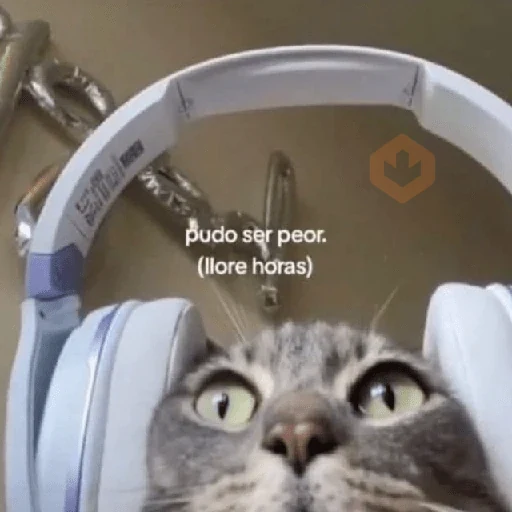 💬Gatos con Frases 🪂💬 sticker 11
