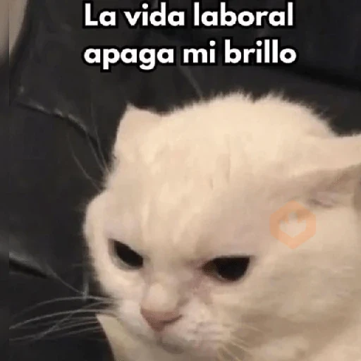 💬Gatos con Frases 🪂💬 sticker 12