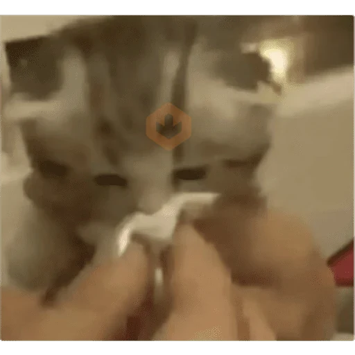 Gatos sticker 14
