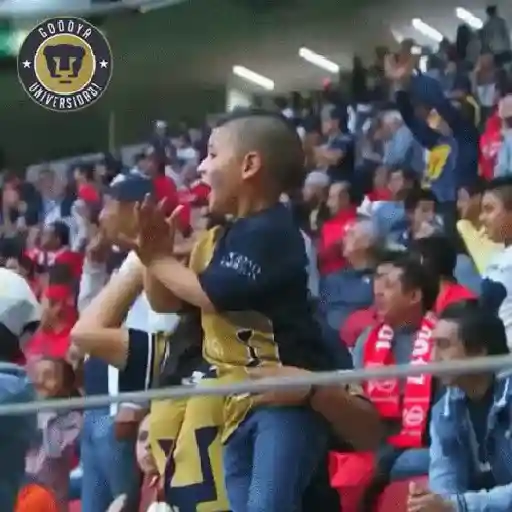 Pumas