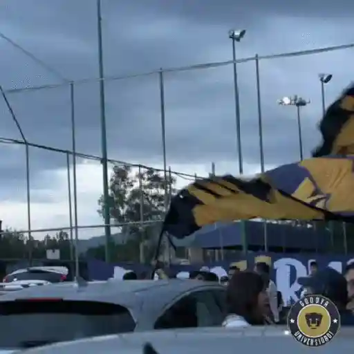 Pumas