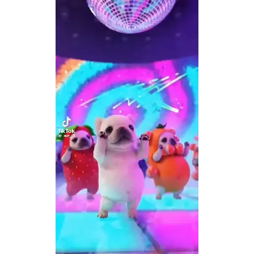 GATOS BAILANDO preview
