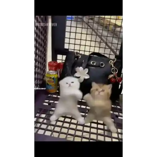 GATOS BAILANDO