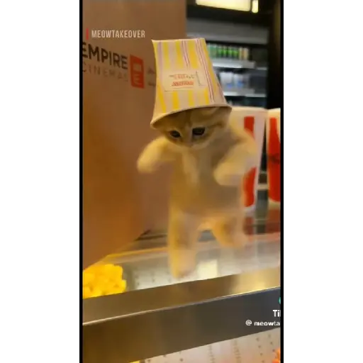 GATOS BAILANDO
