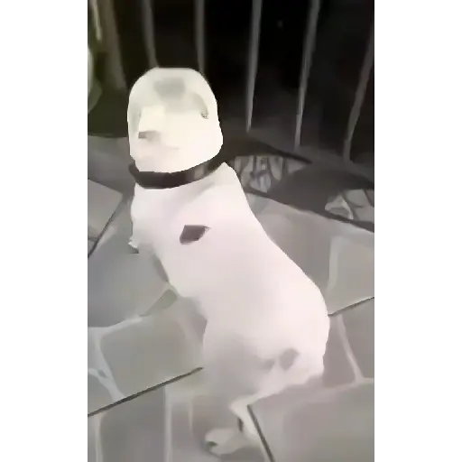 GATOS BAILANDO