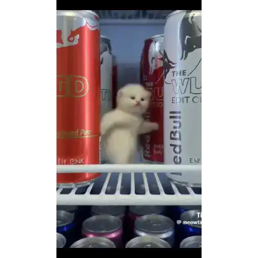 GATOS BAILANDO preview
