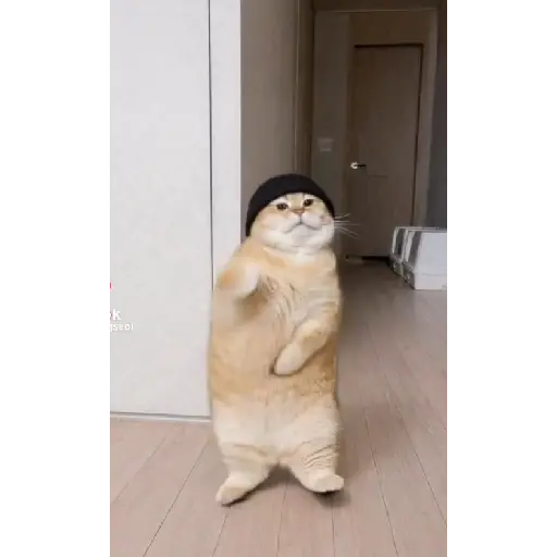 GATOS BAILANDO