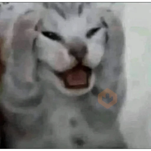 gatos maloqueiros sticker 27