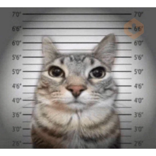 gatos maloqueiros sticker 11