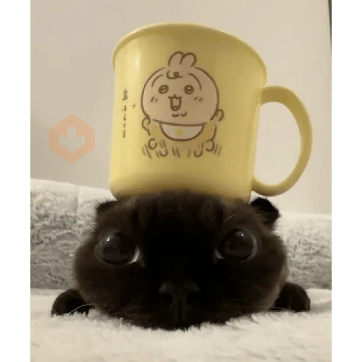 Gatos 58
