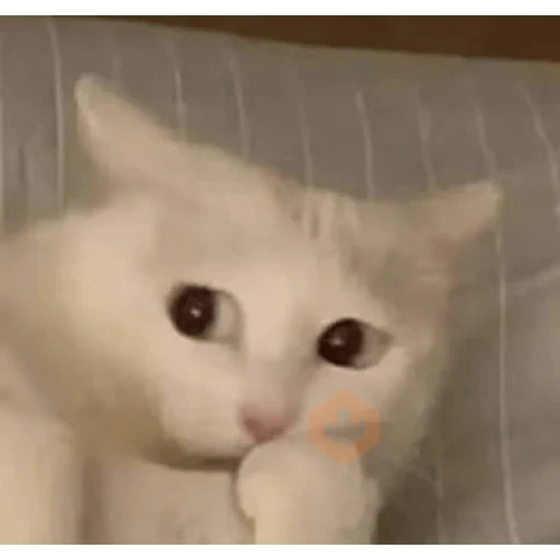 Gatos 58