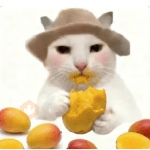 Gatos 58