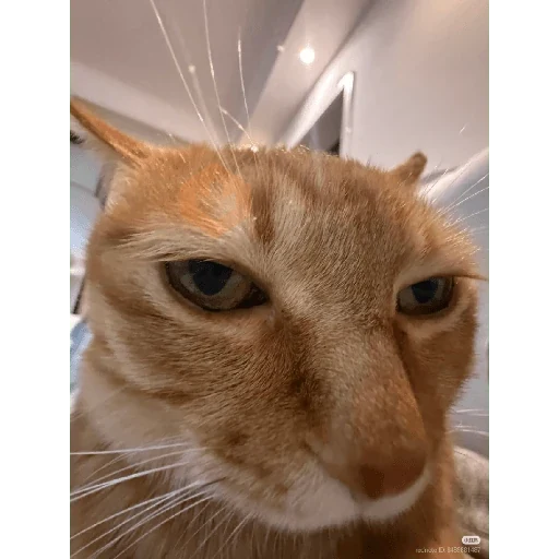 Gatos 58