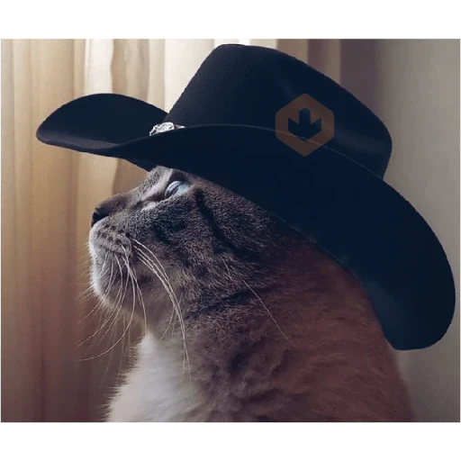 Gatos 58