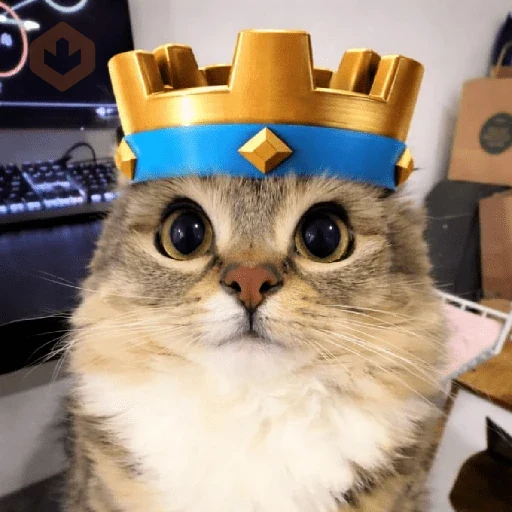 Gatos 58