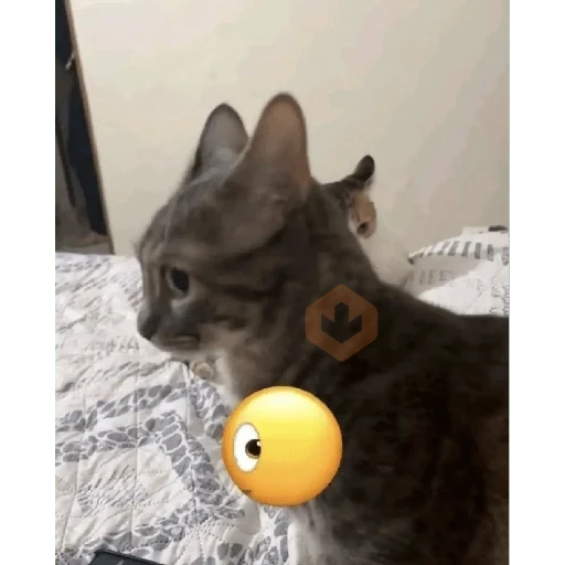 Gatos 58