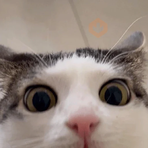 Gatos 58