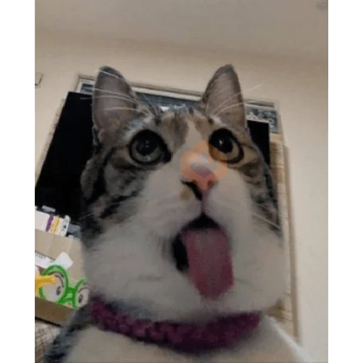 Gatos 58