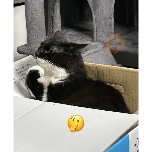 Gatos 58