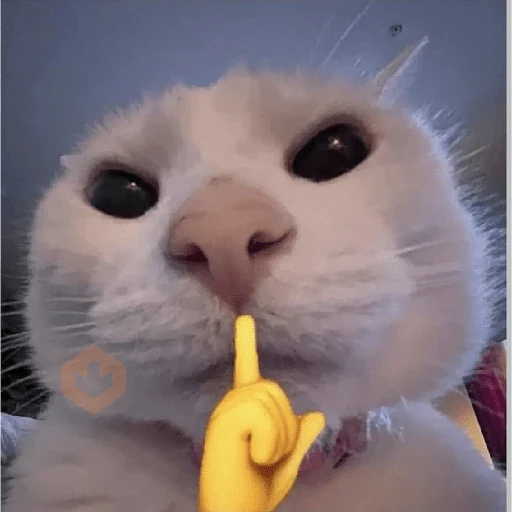 Gatos 58