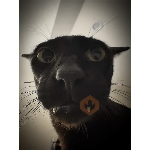 Gatos 58