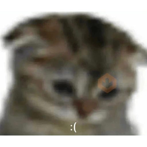 Gatos 58