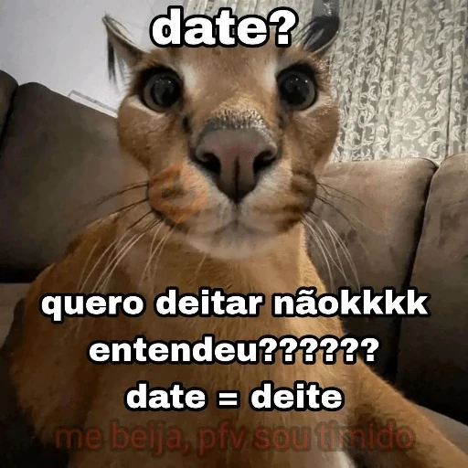 Gatos 58