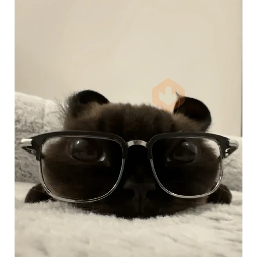 Gatos 58