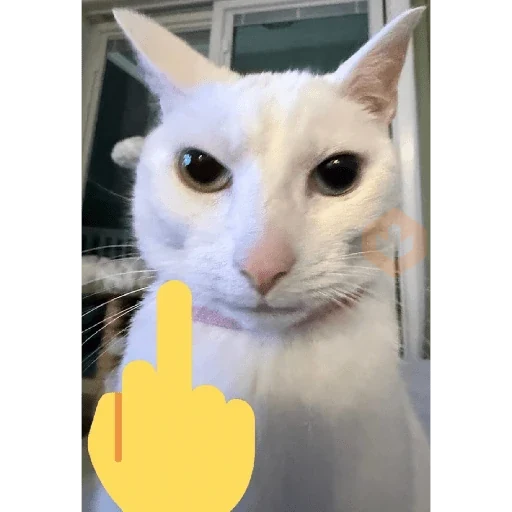Gatos 58