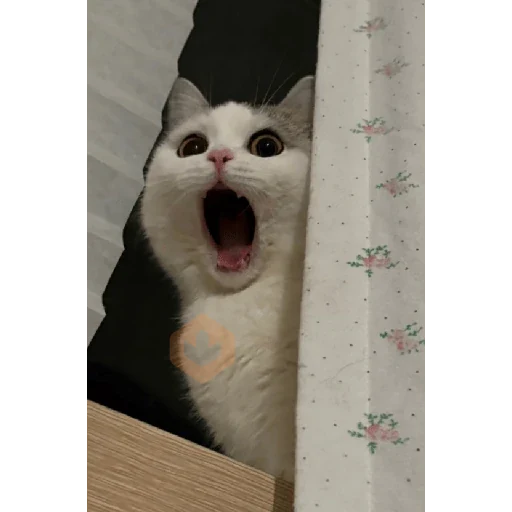 Gatos 58