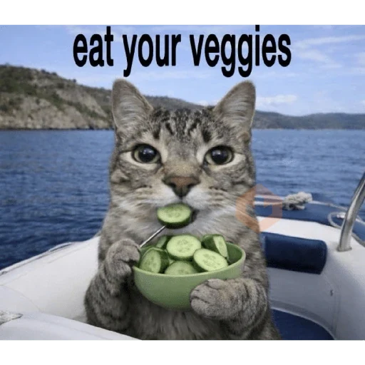 Gatos 58