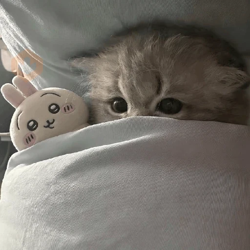 Gatos 58