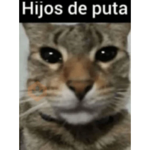 Gatos 58