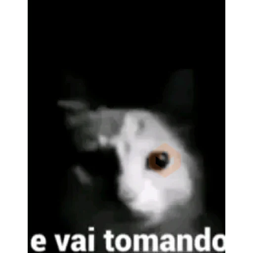 Gatos 58