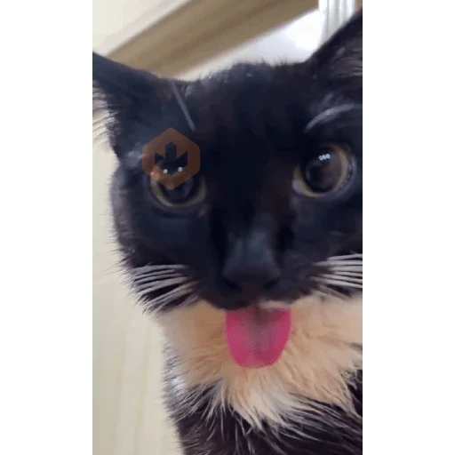 Gatos 58